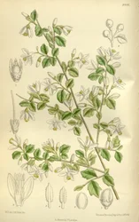 Styrax wilsonii, Styracaceae